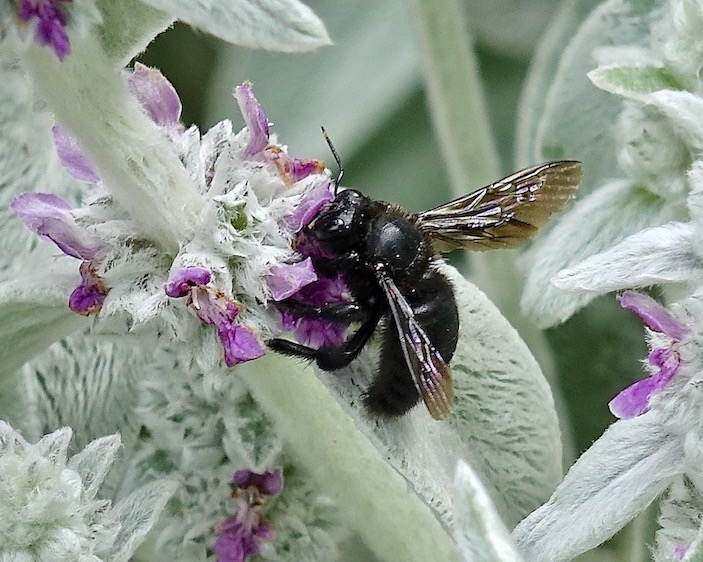carpenter bee